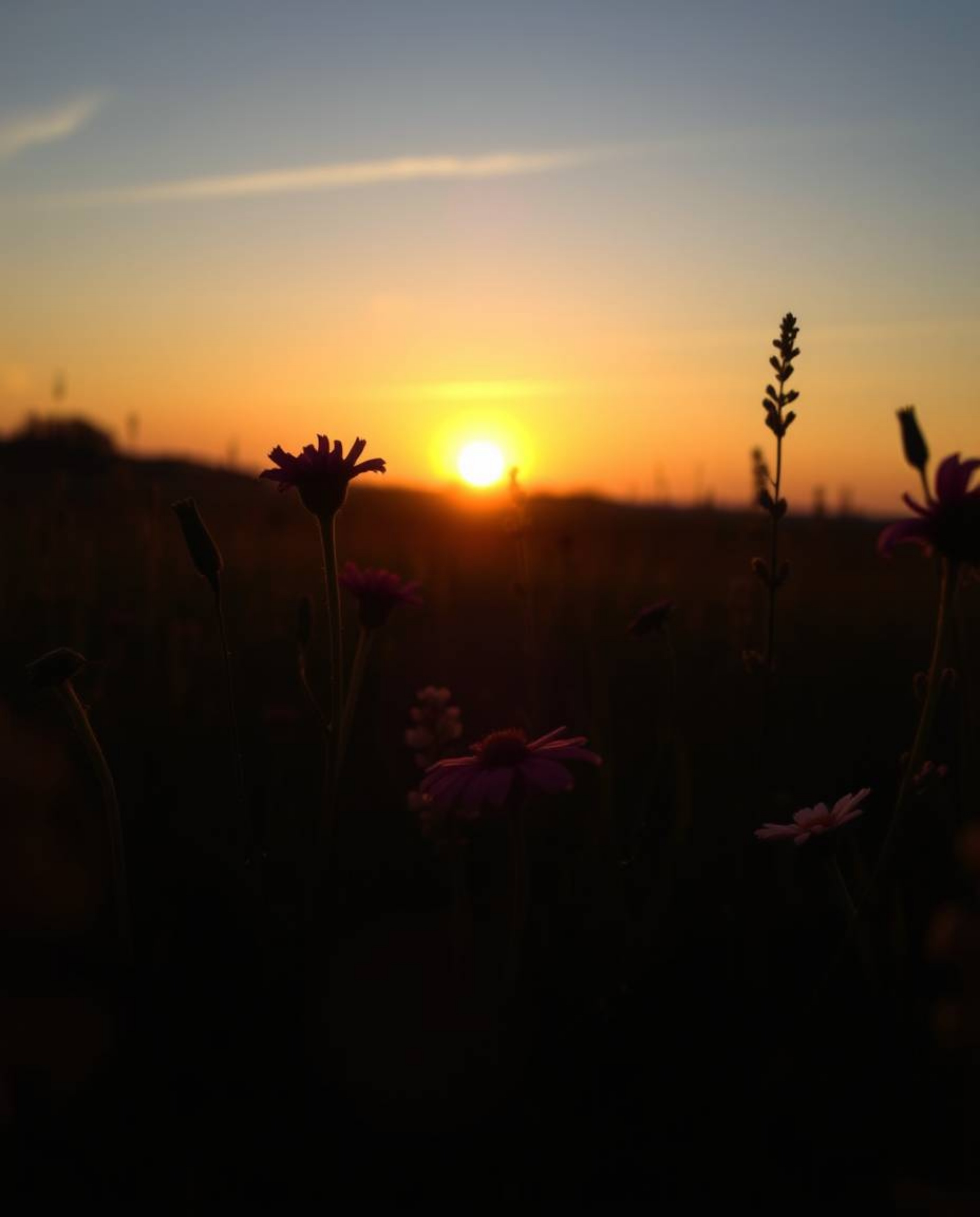 A dreamlike and surreal depiction of a spring sunset over a wildflower meadow, defined by its use of silhouetted backlighting