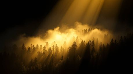 A digital painting showcasing chiaroscuro lighting with mist rising from a golden hour forest. The artwork features strong co