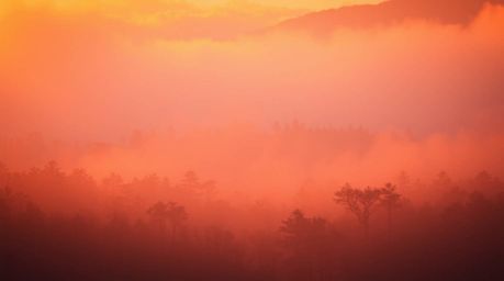 Experience the serenity of a forest bathed in the warm hues of golden hour. Mist gently rises, creating an ethereal atmospher