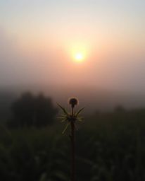 This is an extreme macro close-up photograph that captures a small subject enveloped in thick fog during a sunset over the mi