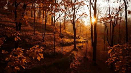 Experience the enchanting beauty of an autumn forest bathed in the warm hues of a sunset. Golden leaves shimmer amidst a back