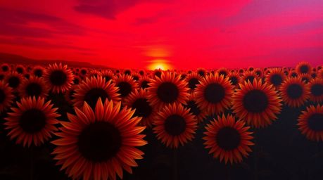 A captivating image of a charming sunflower field bathed in the warm glow of a deep red and purple sunset.  The scene is dram
