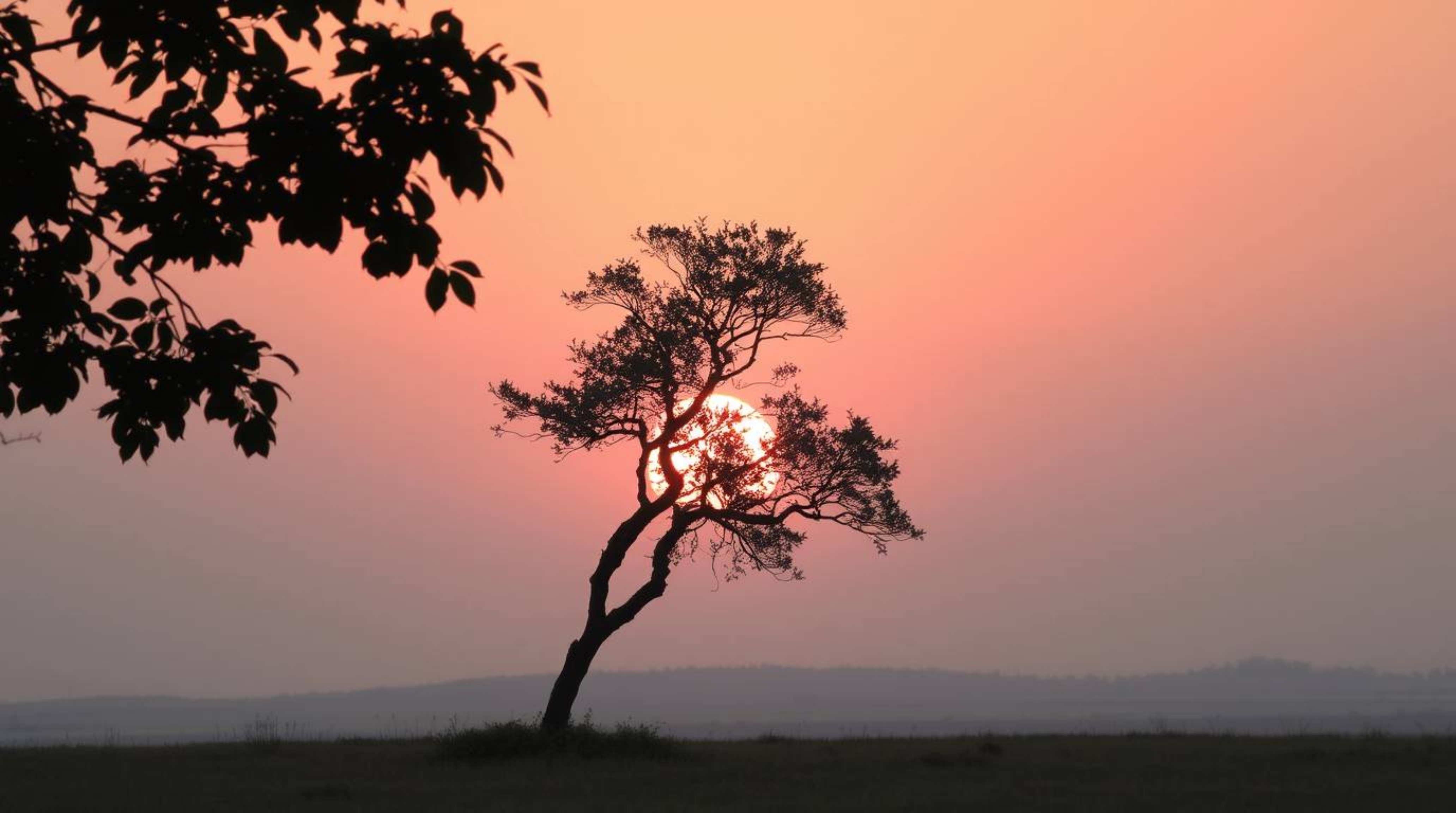A captivating image of a lone tree silhouetted against a vibrant, fiery sunset.  Soft pastel colors and muted hues create a g