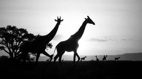 Capture the essence of the African savanna with a classic black and white image featuring the dynamic energy of a sunset and 