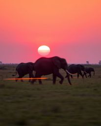This is a long exposure photograph of elephants walking across a field at sunset. The technique beautifully captures motion b