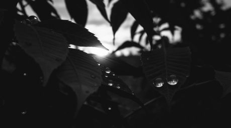 A classic black and white long exposure photograph captures the serene beauty of a sunset reflected in raindrops clinging to 