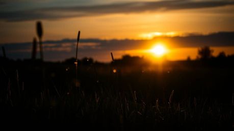 A captivating low-angle photograph captures a dramatic sunset over a tranquil meadow.  Fireflies begin to emerge, creating a 