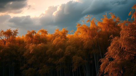 Experience the captivating fusion of intense dramatic weather and the serene beauty of autumn. Witness warm, graceful bamboo 