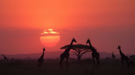 A breathtaking cinematic image captures a vibrant sunset over the African savanna. Silhouetted giraffes stand majestically ag