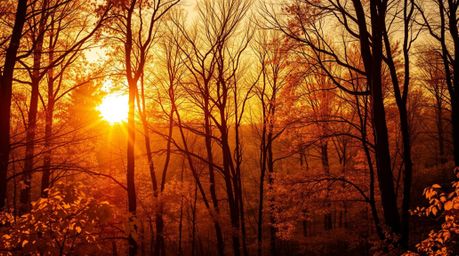 Immerse yourself in an intensely lit autumn forest, where a golden sunset bathes golden leaves in a warm, luxurious glow.  Ex