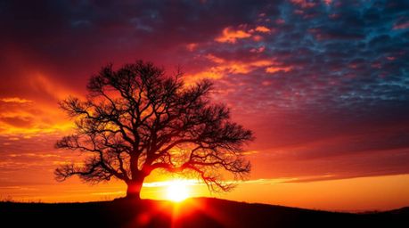 A captivating image of a lone tree silhouetted against a vibrant, fiery sunset.  The scene features detailed tree branches, t