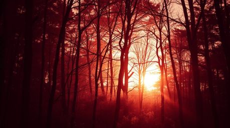 A captivating fine art photograph capturing the magical essence of sunset light filtering through a dense forest. This image 