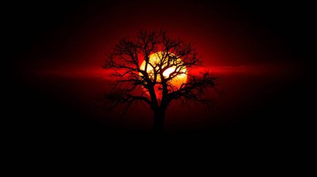 Experience the unsettling beauty of a lone tree silhouetted against a fiery sunset in this collection of intensely jet black 