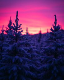 Deep ultraviolet hues bathe snowy pine trees in sunset light, featuring vivid purples, high contrast, sharp subject focus, an