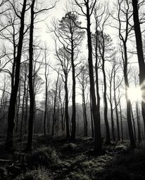 A captivating blend of classic black and white photography and digital glitch art transforms a serene forest scene into a sur