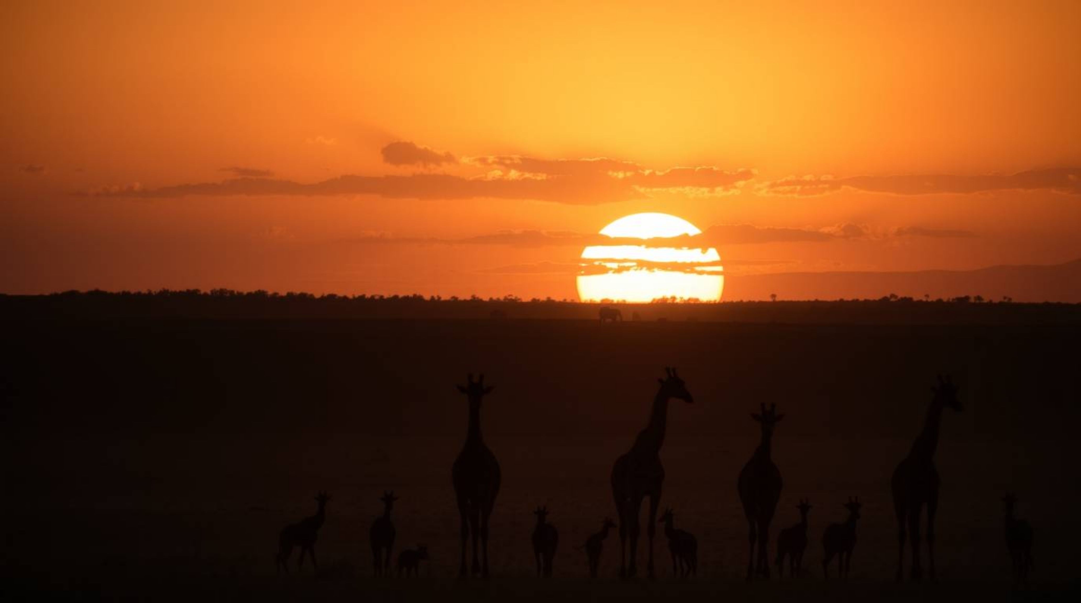 A stunning fine art photograph captures the serene beauty of a sunset over the African savanna.  Silhouetted giraffes stand m
