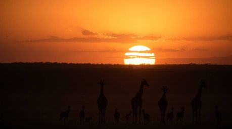A stunning fine art photograph captures the serene beauty of a sunset over the African savanna.  Silhouetted giraffes stand m