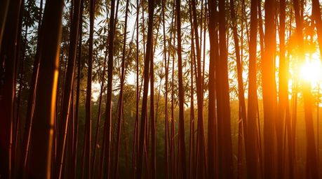A captivating image showcasing a graceful bamboo forest bathed in the warm, radiant light of a setting sun. The scene evokes 