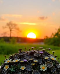 Discover a captivating cast bronze sculpture depicting a serene sunset over a lush spring wildflower meadow. This piece is ac