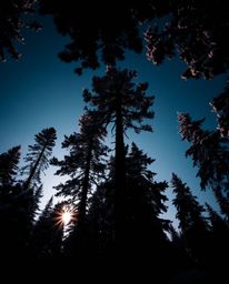 A low-angle, high-contrast shot captures the grandeur of snowy pine trees at sunset. This dramatic composition is enhanced by