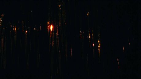 Experience the serene beauty of a bamboo forest bathed in the warm glow of a sunset. This high-contrast image showcases deep 