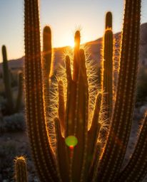 A radiant and luxurious desert cactus glows in warm golden light as the final rays of the setting sun illuminate its form. Th