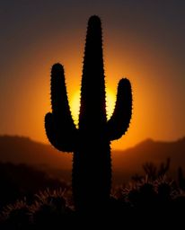 This is an Isekai anime-style depiction of a desert cactus, silhouetted against a backlight as it glows in the setting sun. T