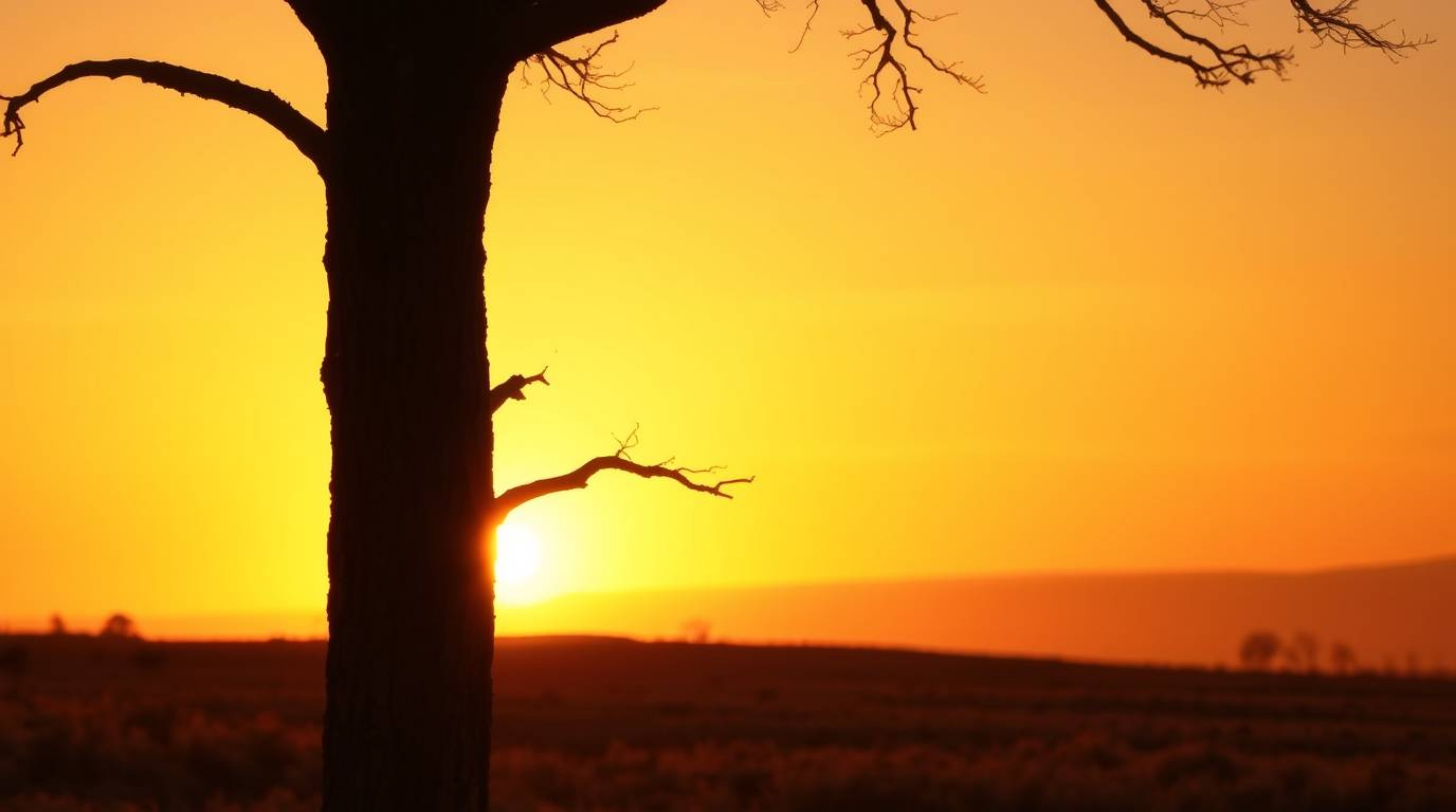 A captivating image of a lone tree silhouetted against a vibrant fiery sunset.  The warm golden hour light casts a soft, diff
