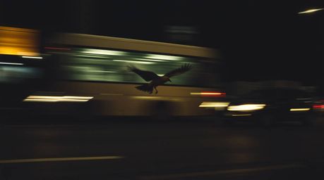 Experience the rush of motion in this moody, cinematic film-style image. A fast-running bird zooms past traffic, captured wit