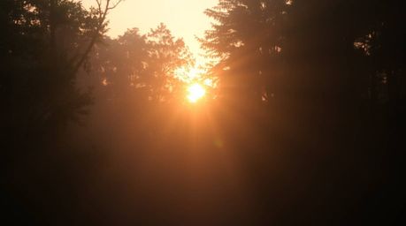Experience the soft, dreamy light filtering through a dense forest at sunset, creating an iridescent and hazy atmosphere. The