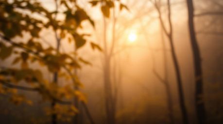 Experience the serene beauty of an autumn forest bathed in the golden light of a setting sun.  This captivating image feature