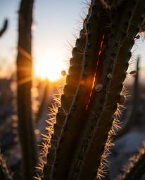 A close-up shot captures a desert cactus glowing in the last rays of the sun, enhanced by creative lighting that forms artist