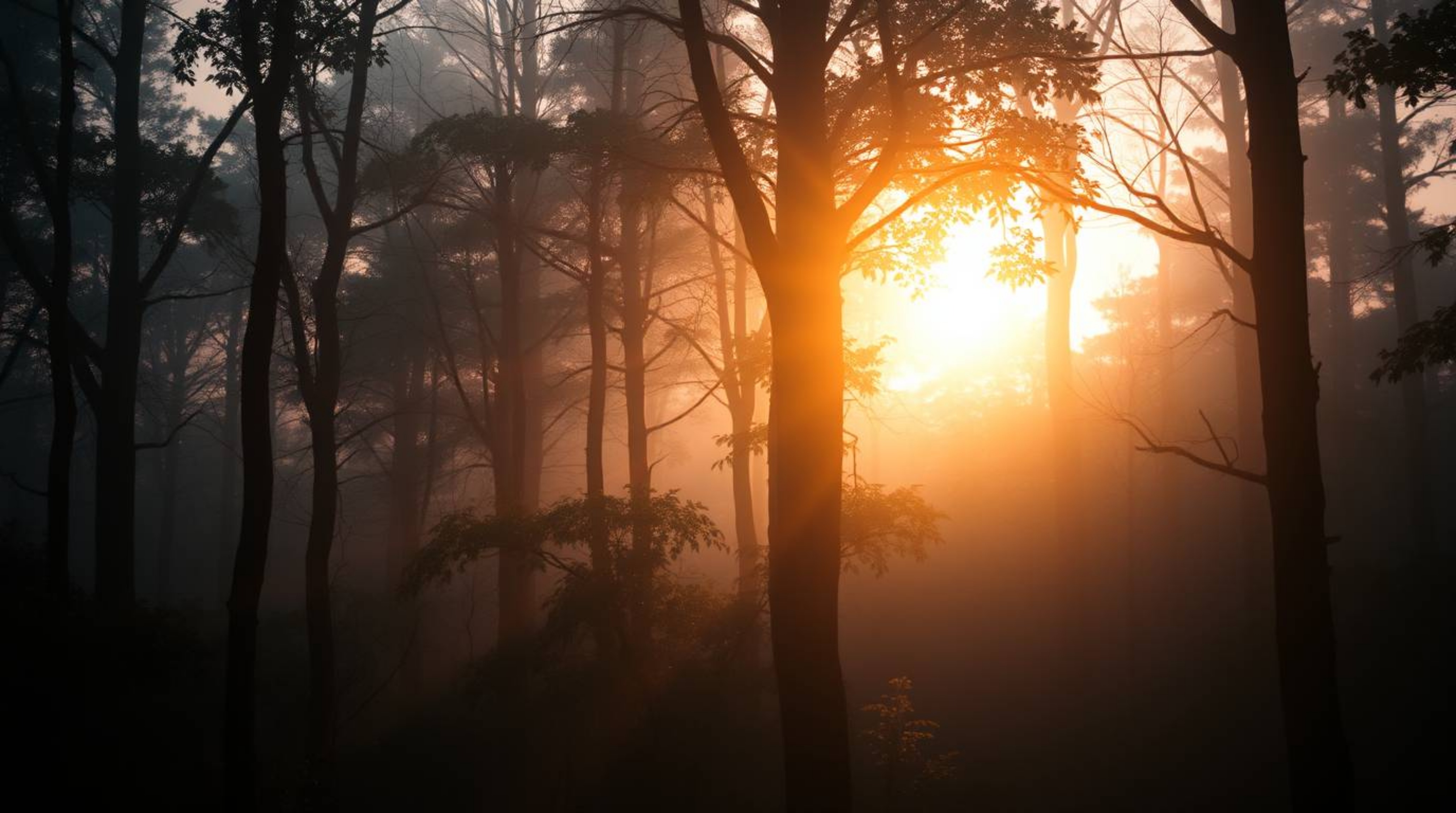 Experience a soft, dreamy atmosphere bathed in the golden hues of a sunset filtering through a dense forest. This enchanting 