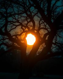 A photograph depicting a sunset behind an old oak tree with twisted branches. The image is rendered in rich, deep teal tones,