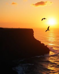 This is a dramatic, cinematic-style image of a sunset over a coastal cliff, with soaring birds captured in the warm golden ho