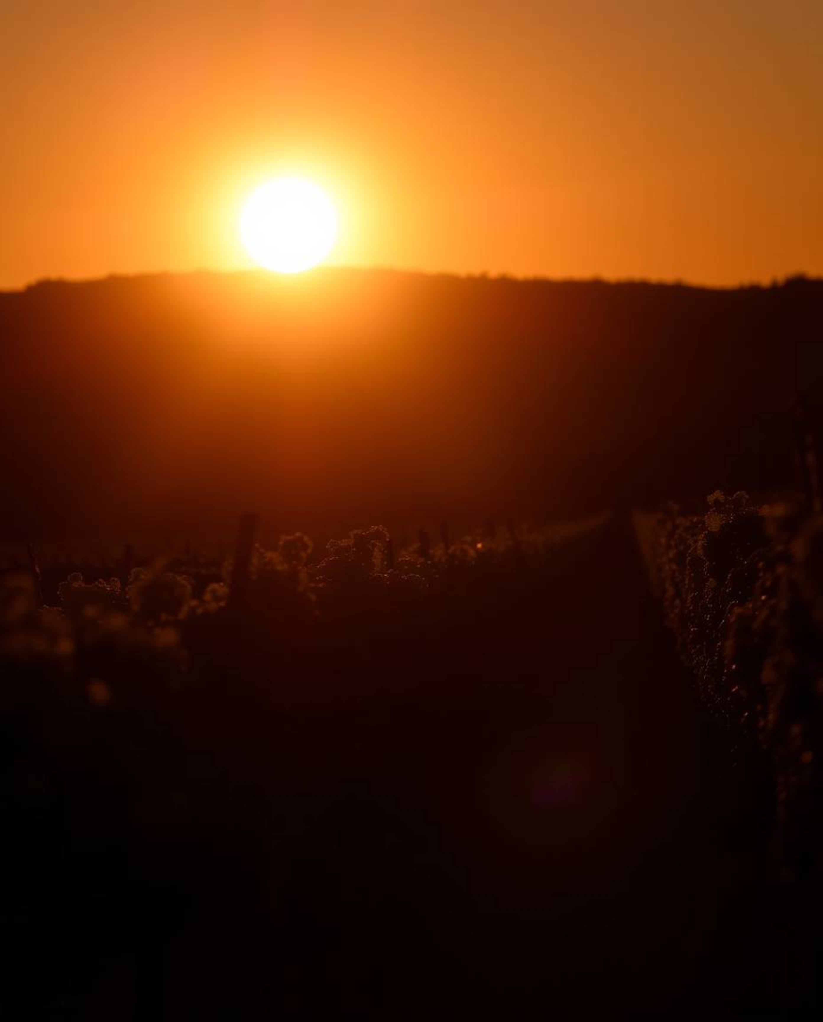 This is an intense and dramatic depiction of a silhouetted vineyard at sunset, rendered in stark jet black tones. Powerful ba