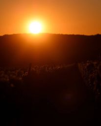 This is an intense and dramatic depiction of a silhouetted vineyard at sunset, rendered in stark jet black tones. Powerful ba