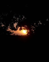 A high-contrast, low-key photograph captures a sunset through a dense jungle canopy, taken from a dramatic bird's eye view. T