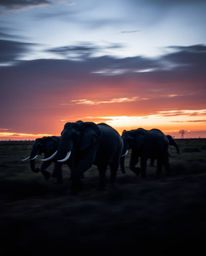 Chiaroscuro lighting, long exposure photograph of elephants traversing a field at sunset, motion blur, strong contrasts, deep