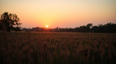 Experience the tranquility of a breathtaking sunset over a quiet meadow, as fireflies begin to twinkle in the soft, muted ear