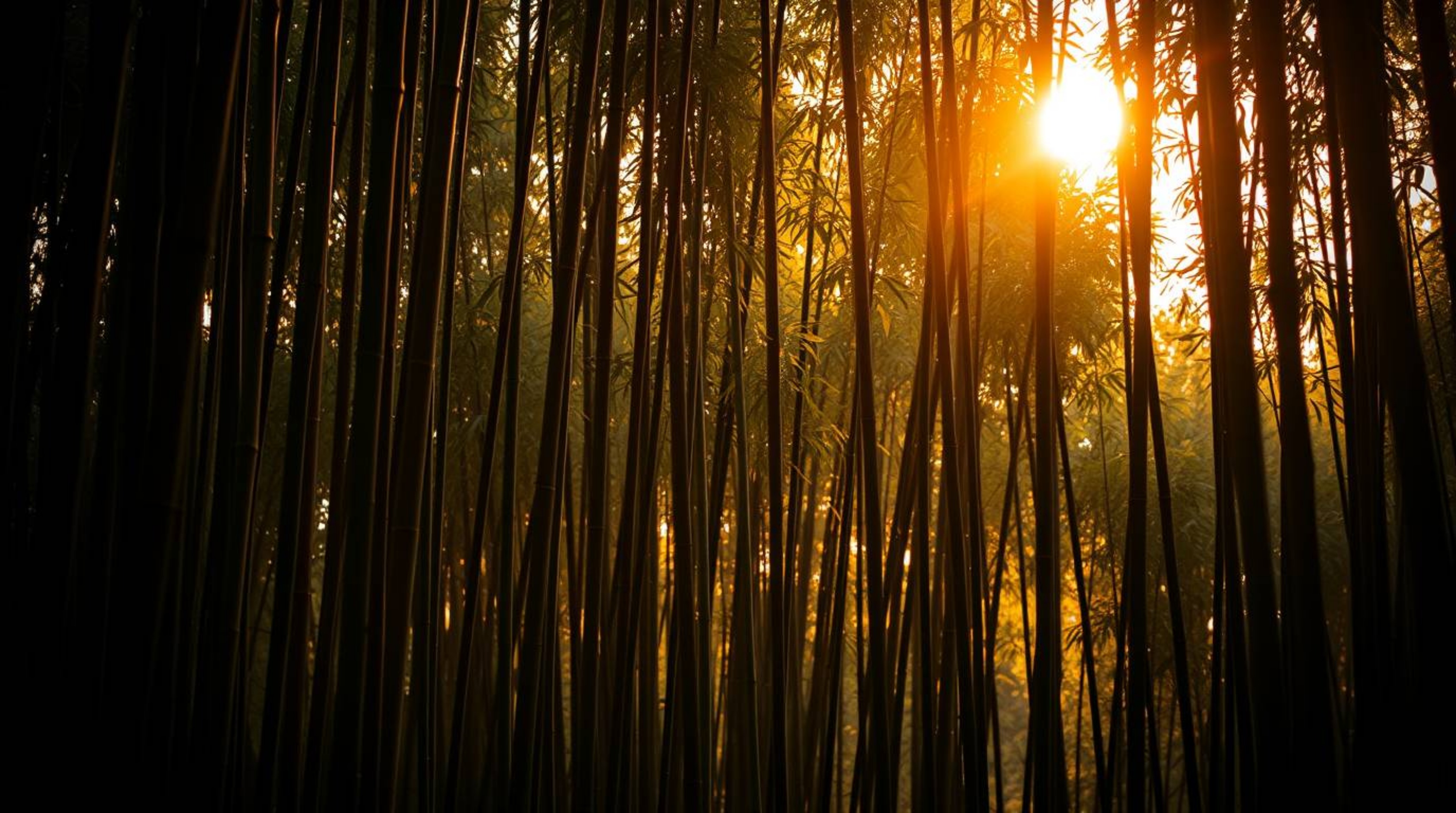 Immerse yourself in a high-resolution stock photo showcasing a breathtaking bamboo forest bathed in the warm glow of a sunset