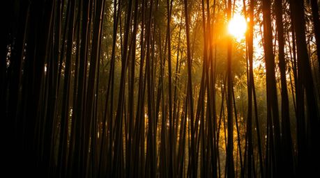 Immerse yourself in a high-resolution stock photo showcasing a breathtaking bamboo forest bathed in the warm glow of a sunset