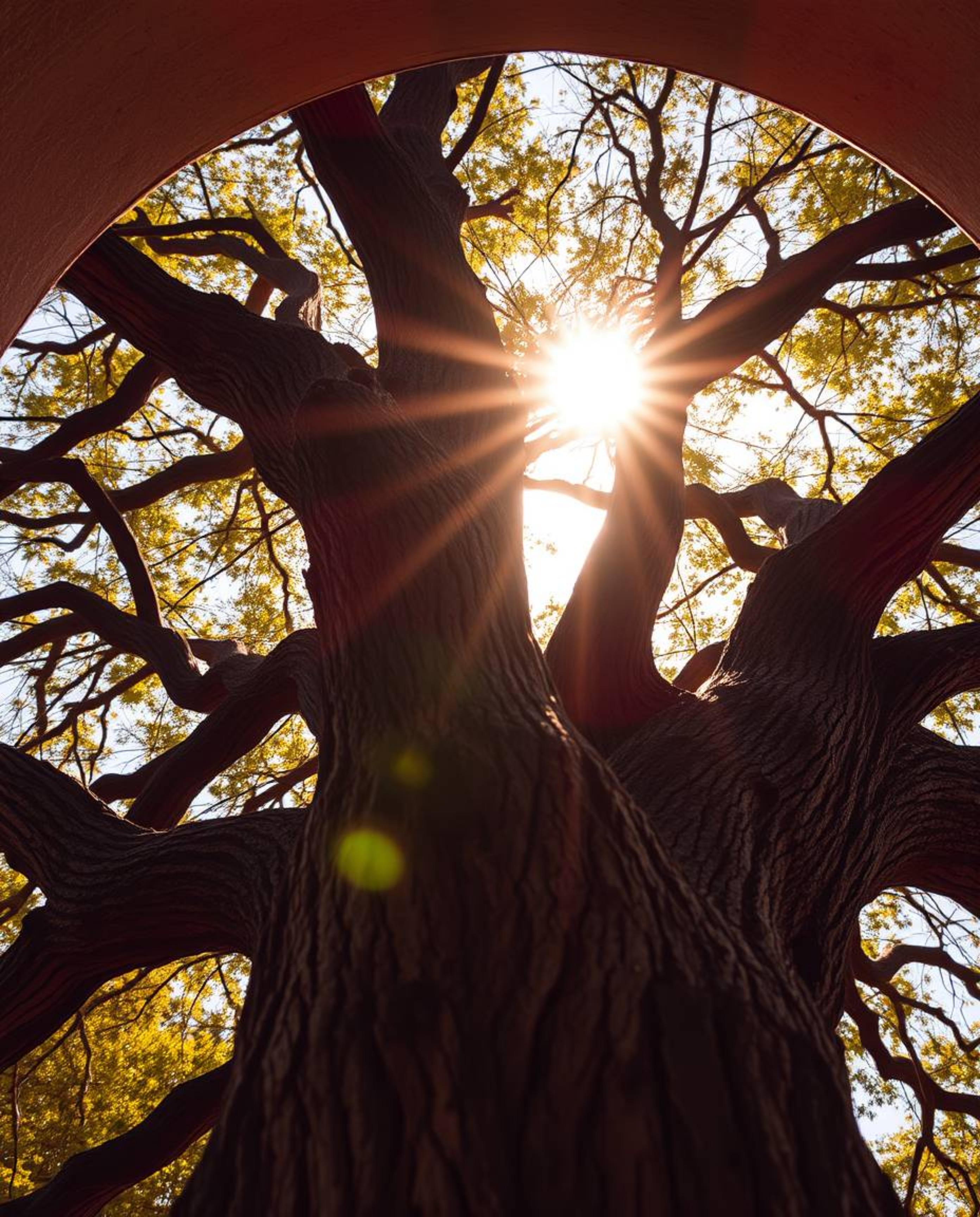 A close-up architectural photograph of a sunset behind an old oak tree, distinguished by its vibrant colors, sharp lines, and
