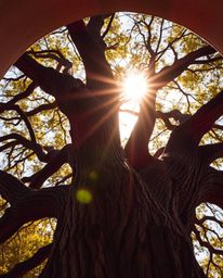 A close-up architectural photograph of a sunset behind an old oak tree, distinguished by its vibrant colors, sharp lines, and