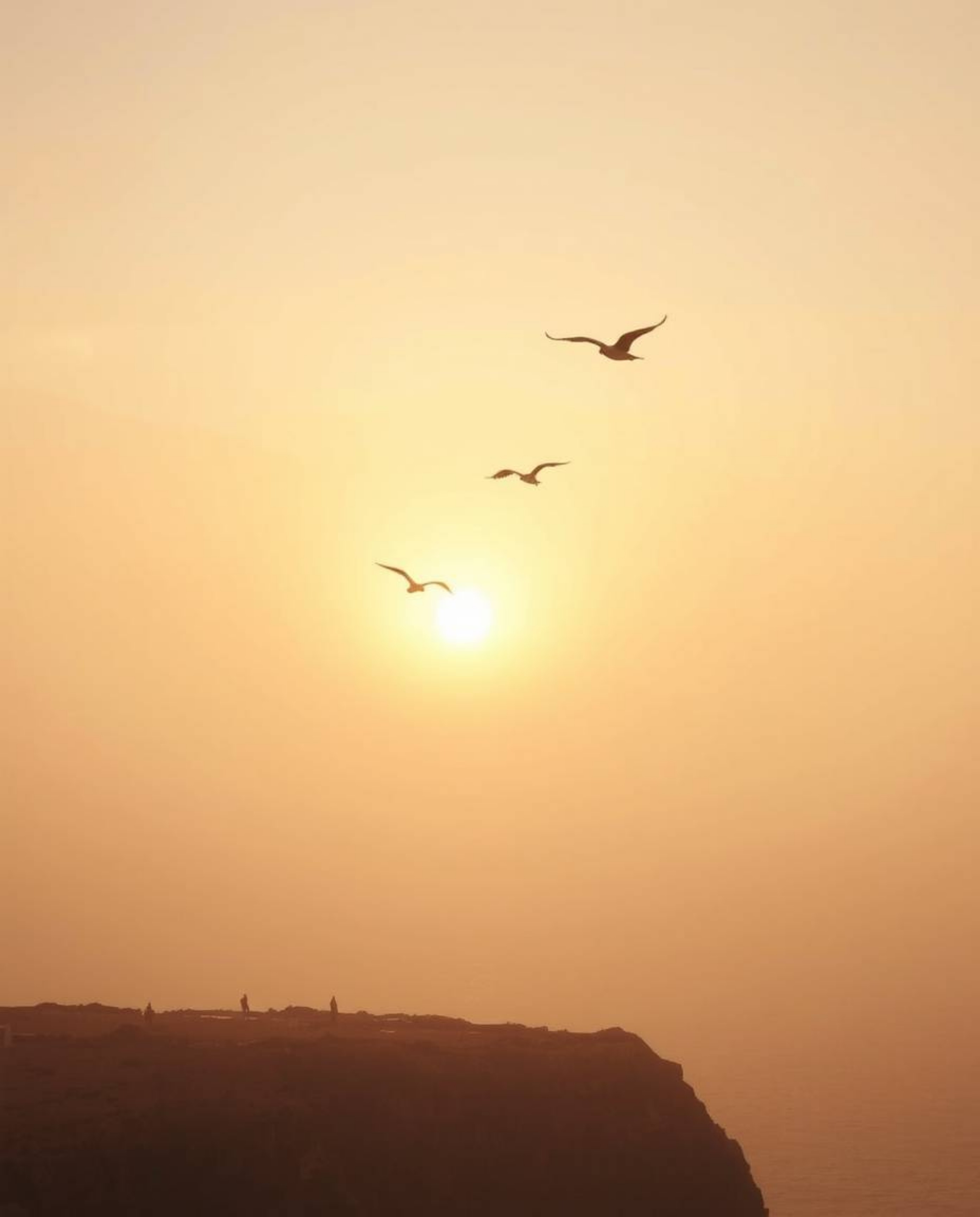 This image portrays a sunset over a coastal cliff with soaring birds, creating a soft and dreamy atmosphere. The scene is bat