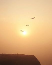 This image portrays a sunset over a coastal cliff with soaring birds, creating a soft and dreamy atmosphere. The scene is bat