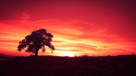 A captivating image showcases a lone tree silhouetted against a vibrant, fiery sunset.  Rendered in surreal infrared tones wi