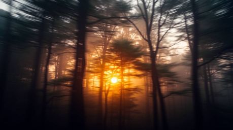 Capture the ethereal beauty of a sunset filtering through a dense forest with this stunning long exposure photograph.  The so