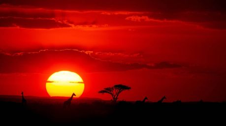 A captivating photograph showcases a breathtaking sunset over the African savanna. Silhouetted giraffes stand majestically ag