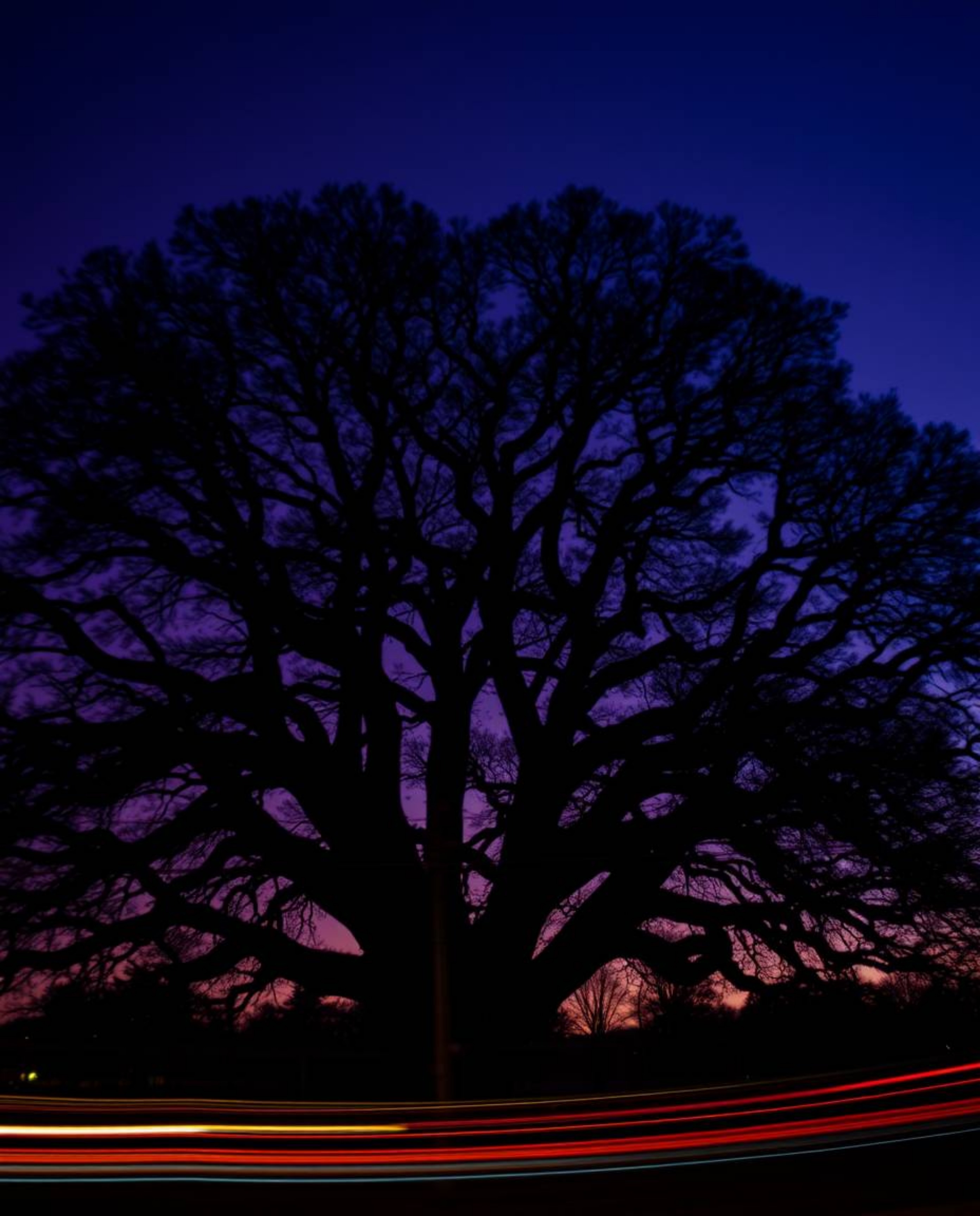 A long exposure photograph captures a stunning sunset in rich burgundy and deep blue tones behind an old oak tree. This sophi